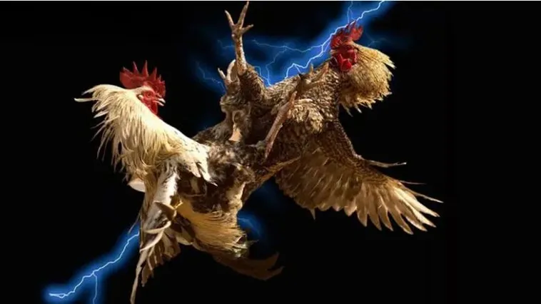 Trải Nghiệm Cá Cược Đá Gà Vui88 Đỉnh Cao Nhận Ngay Ưu Đãi Lớn