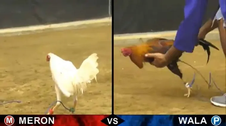 Bí Quyết Cách Chơi Đá Gà Sabong Tại Vui88 Hiệu Quả Nhất Năm Nay 2 Bí Quyết Cách Chơi Đá Gà Sabong Tại Vui88 Hiệu Quả Nhất Năm Nay